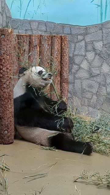 Панда. Ванна, зарядка, завтрак смотреть онлайн