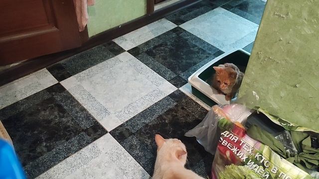 История Мурзика и Лео