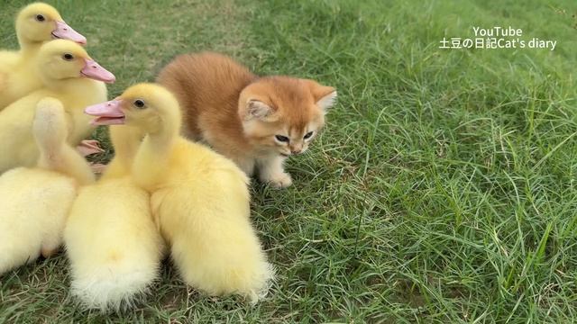 The Incredible Captain Of The Kitten Leads The Ducklings To Wander The World!Interesting Animalworld