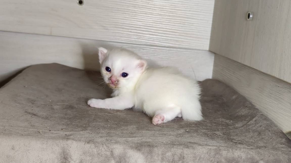 Новорожденный котёнок. Двадцать один день. Котёнок и его мама-кошка. смотреть онлайн