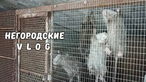 Жара аппетиту НУТРИЙ не помеха! 22.07.25