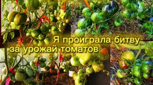 Он дожрал мои томаты за один день!