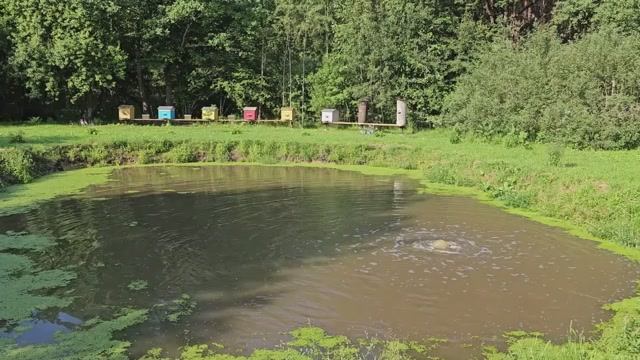 Жизнь в Полесье: семья, труд и деревенские будни без прикрас! смотреть онлайн