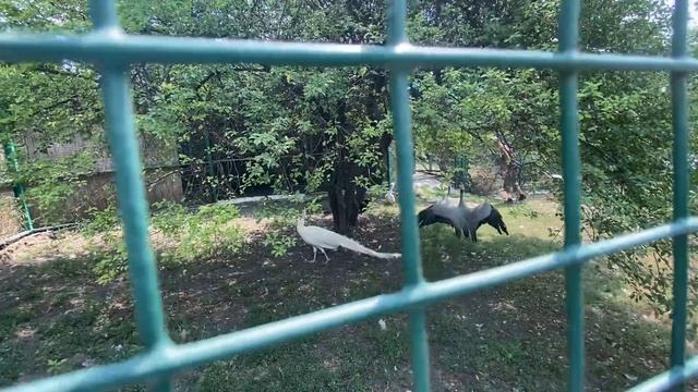 #ВЛОГ ДЕНЬ РОЖДЕНИЯ СОНИ! Парк живой природы «ДоДо» в станице Натухаевская смотреть онлайн