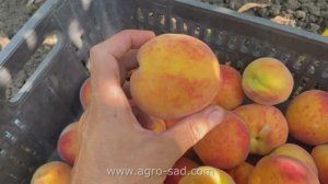 Харроу Даймонд (8 июля) Кубань 2025