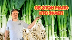 Лёгкий способ прилично заработать! Лук батун в теплице