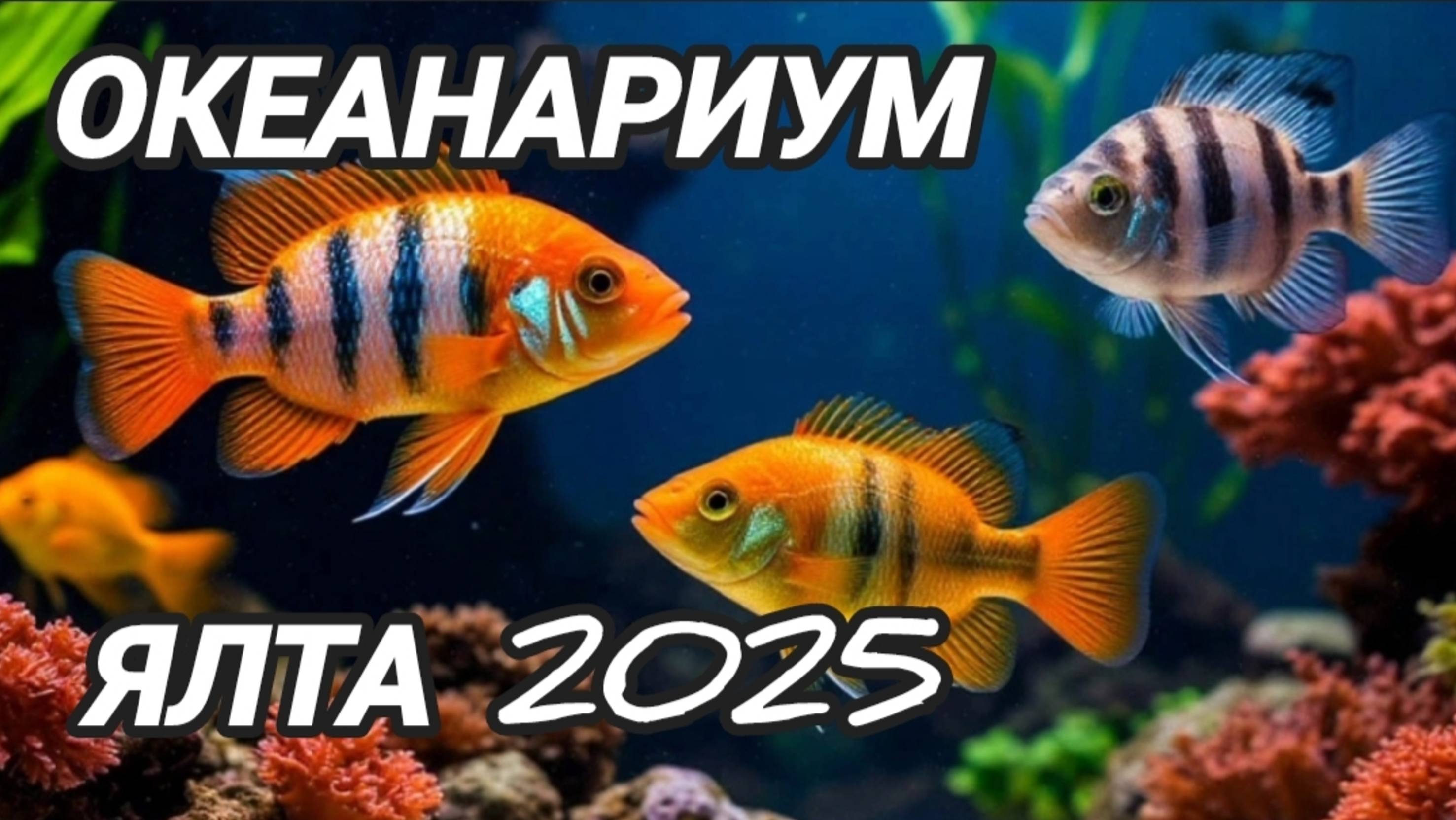 Океанариум | Ялта | Крым 2025 смотреть онлайн