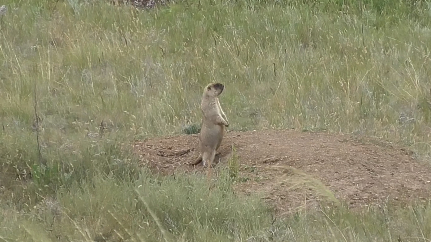 Сурок разделка. Топим жир смотреть онлайн