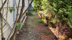 Купание «коней» 🤣🤣🤣. Как же стало красиво. Наша тётя Манечка.