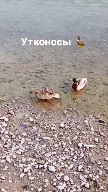 уточки плавают #shorts смотреть онлайн