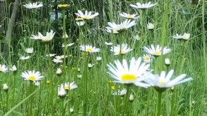 Ханг Музыка для сна Релакс Расслабляющая Целебная