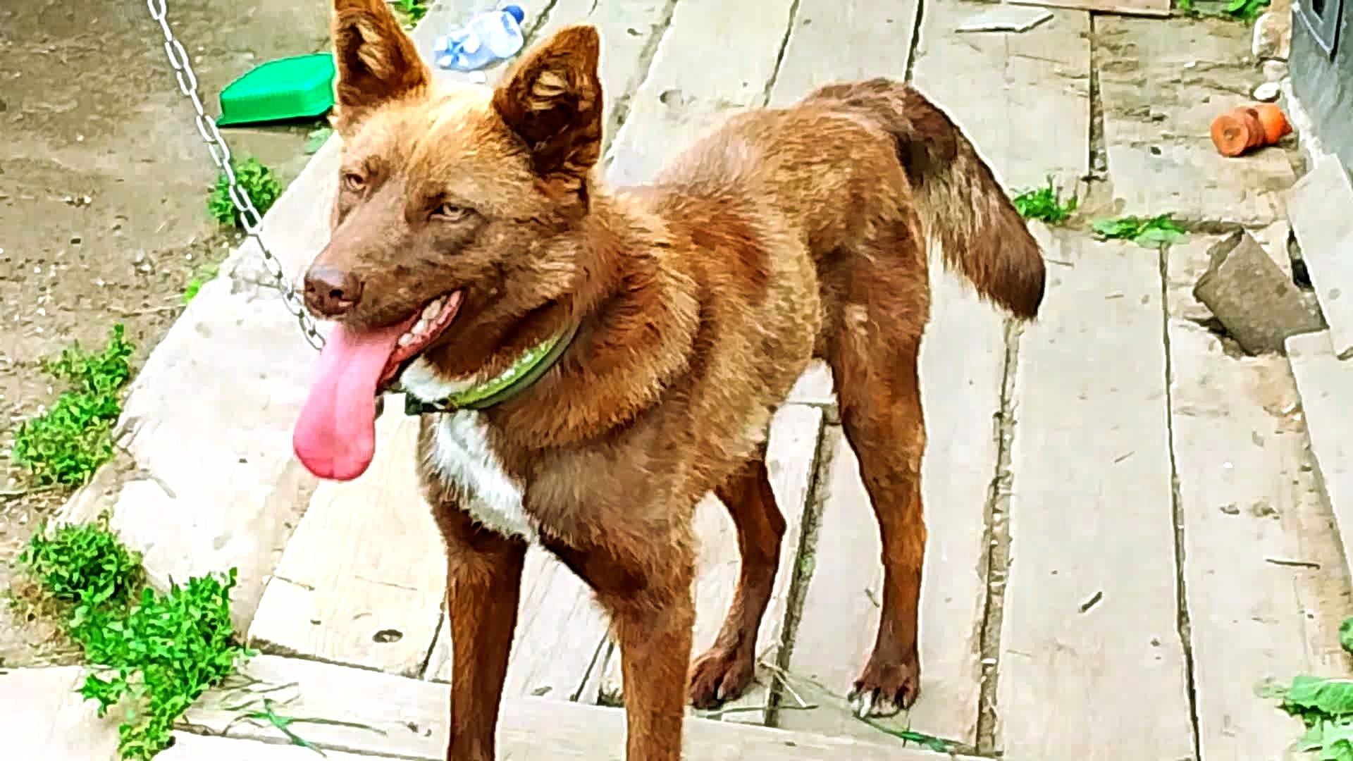 Мишка меня встречат. Жаркое утро. Летние цветы смотреть онлайн