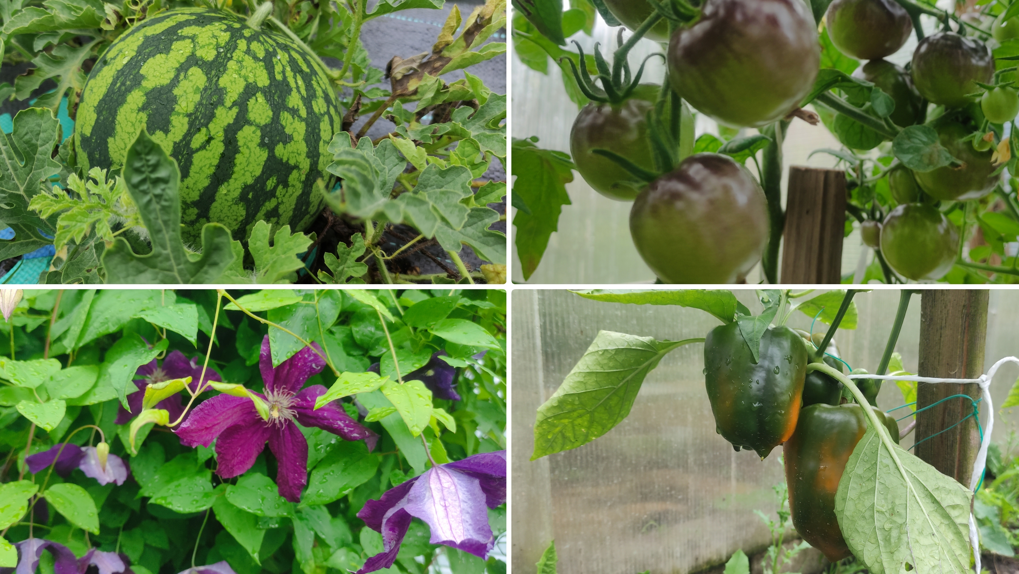 Арбузы в открытом грунте, кто в этом году нас порадует.Томаты начали заболевать.Огород 27 июля 2025 смотреть онлайн