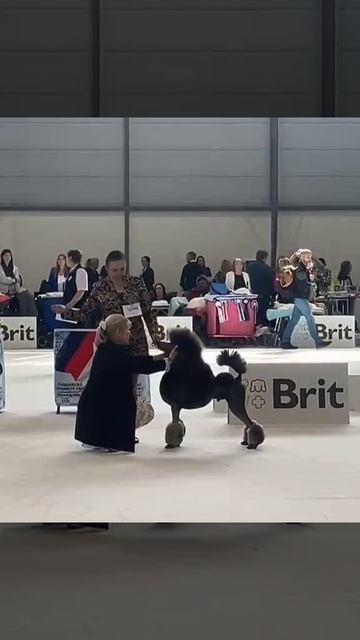 European Dog Show 2025. ATAMI MARSHAL- юный ЧЕМПИОН ЕВРОПЫ-2025г!