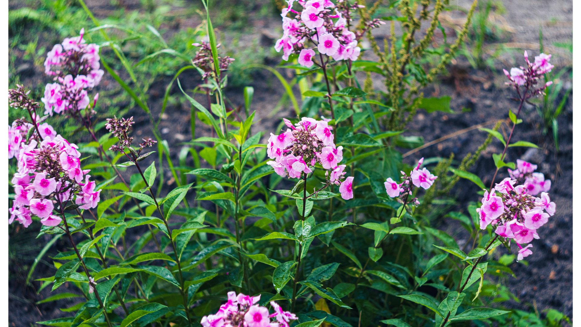 «Гелиос-44-2 2/58»
Дождь.