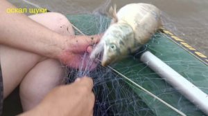 Рыбалка сетями на кету.