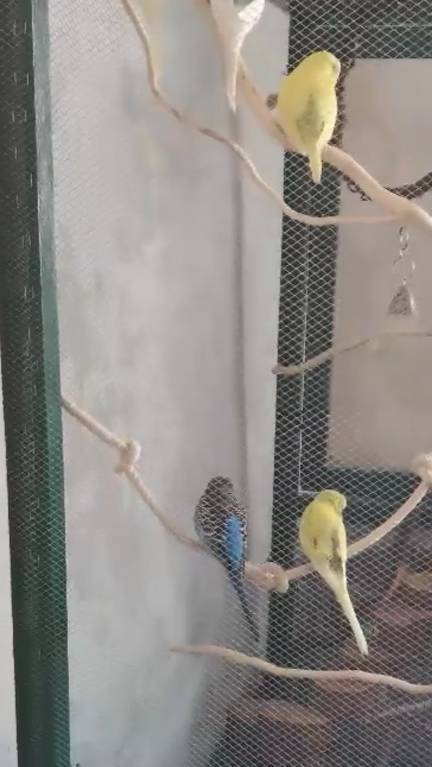 Сделал клетку для птиц из оцинкованной сетки 5х5 толщина 0.5мм 