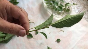 Летнее черенкование зелеными черенками на примере розы и вишни
