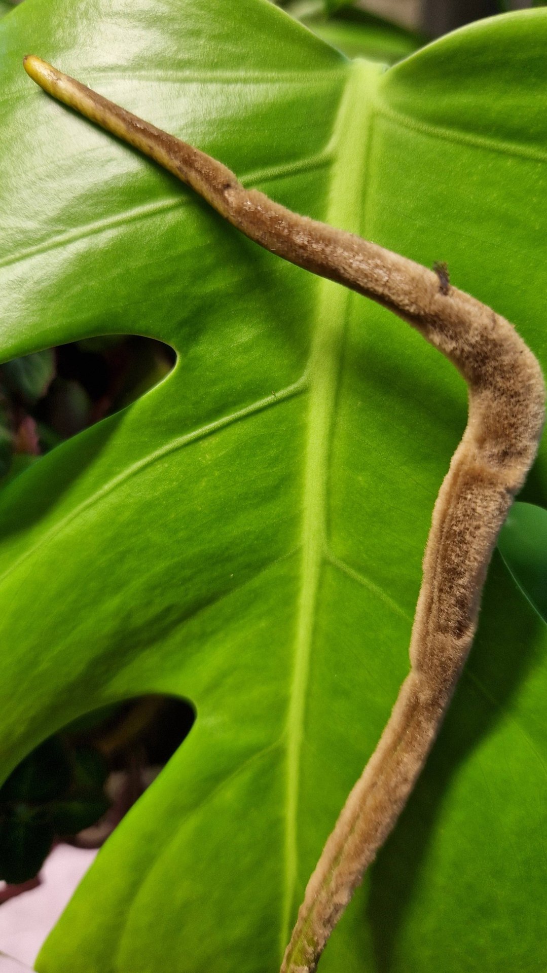 Вот это Корень! Впервые такой вижу. смотреть онлайн