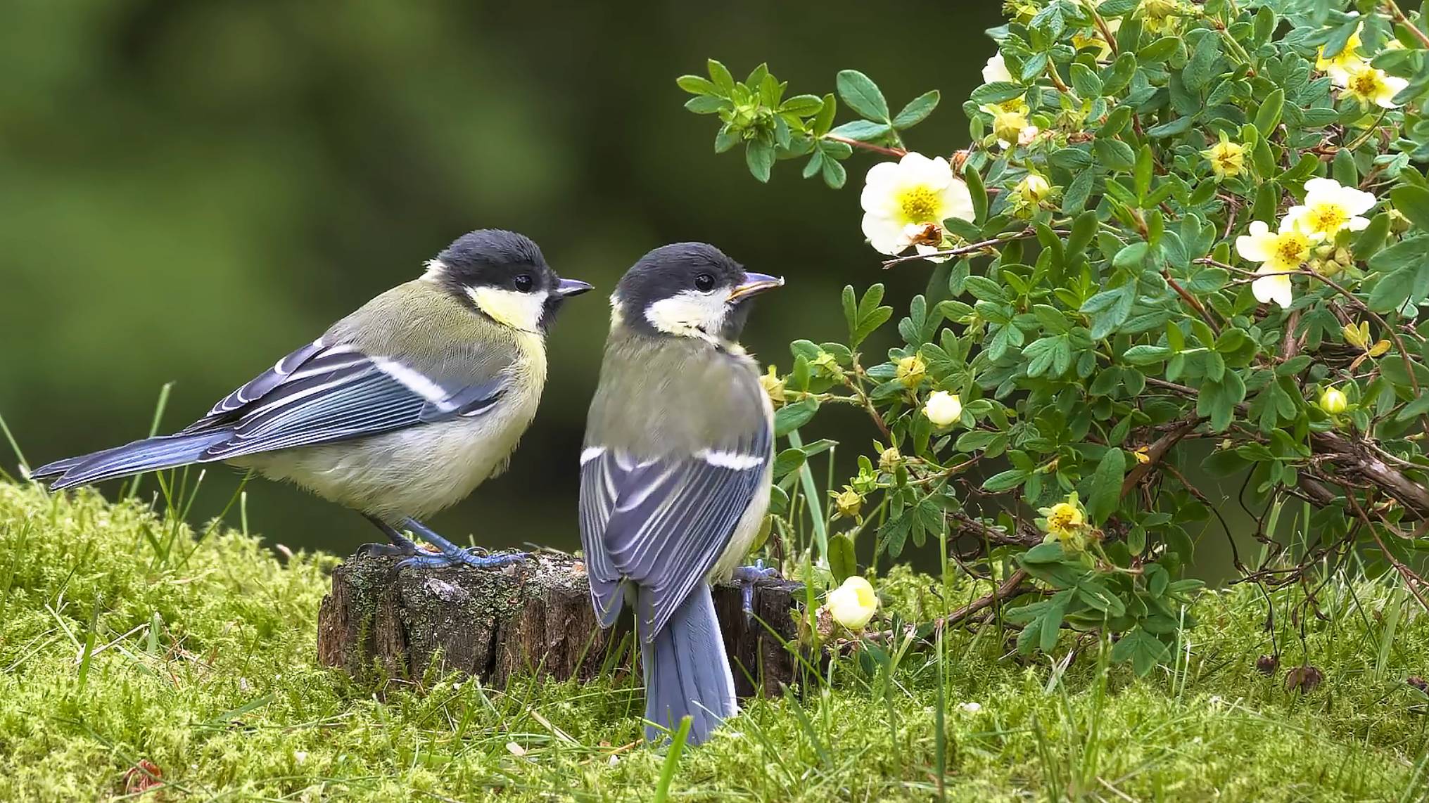 Чудесное пение птиц в лесу