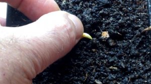 Как вырастить сливу из косточки в домашних условиях | Стратификация. Посев. Всходы.