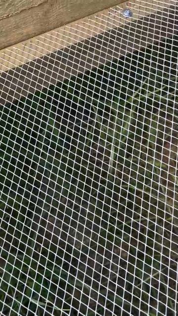 Зашили грядки толстой сеткой от мышей и крыс, мелкая ячейка 5х5мм, толщина 0.7мм. Железный слон.