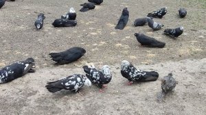 ❤ ГОЛУБИ-МЕЧТА ❤