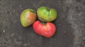 Помидоры ФАТИМА