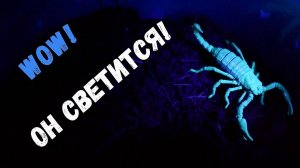 А вы знали что скорпион светится в темноте