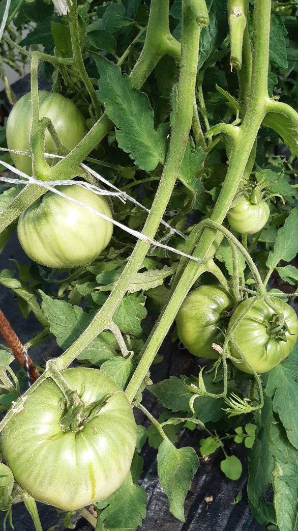 ГИГАНТСКОЕ СЕРБСКОЕ СЕРДЦЕ смотреть онлайн