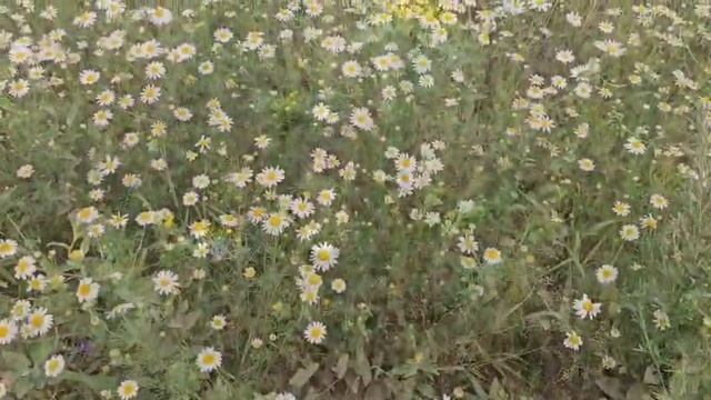 Матушка Феодосия моли Бога о нас. смотреть онлайн