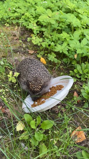 К нам в гости пришёл ёжик 26.07.2025 смотреть онлайн
