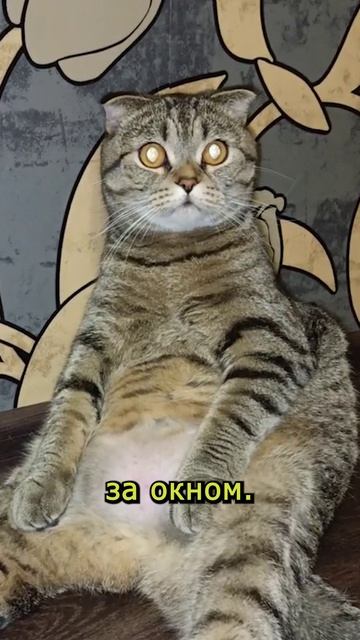 ЕГО БОЯЛИСЬ ВСЕ!💥😏😹#cat #кот #смешныекоты  #TishaAndAlex