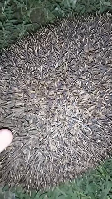 называть его:Ëжик❌❌НАЗЫВАТЬ:КУРВА ЕЖИК✅✅✅✅✅✅✅✅✅