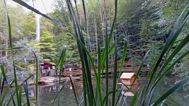 Сосна Палласа. Черепашье озеро. 27.07.25. смотреть онлайн