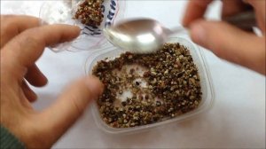 ❄ Лимонник китайский выращивание из семян от и до. Стратификация - второй этап.