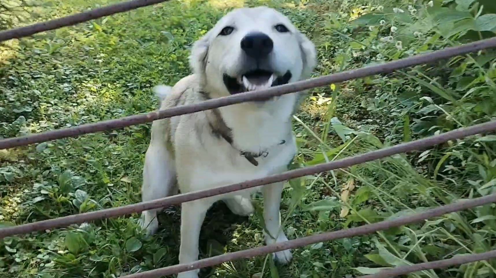 Сбор урожая по приезду. Собака улыбака. 26-07-2025 смотреть онлайн