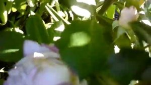Розы Геркулес и Сапфир.Газонокосилка GARDENA  .Ура!Хорошая погода.