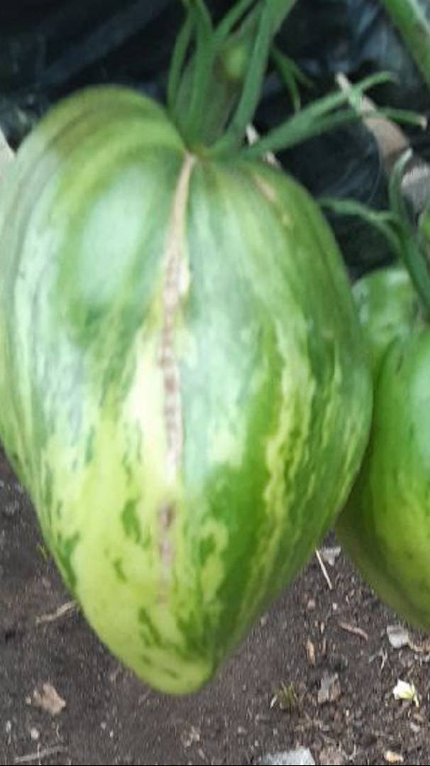 ДЫННЫЙ ЛИКЕР ОТ СОФИИ СААКОВОЙ смотреть онлайн