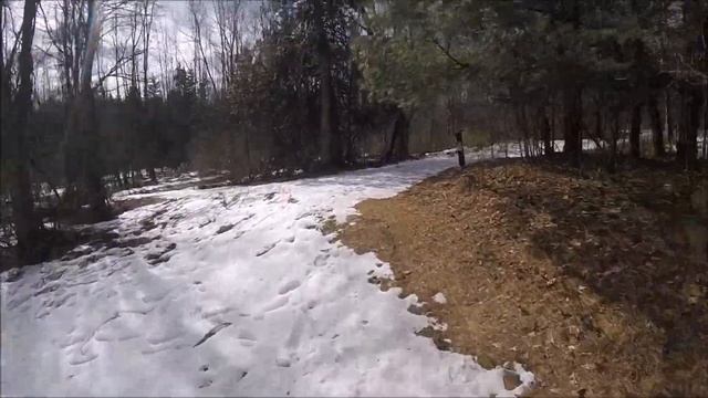 Winter Forest Run Canada Virtual Scenery