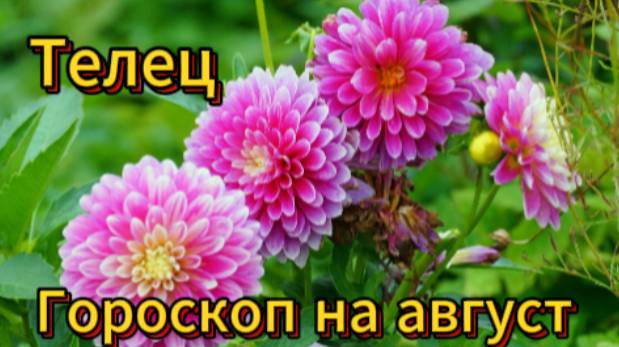 Телец! Гороскоп на август 2025 года! смотреть онлайн