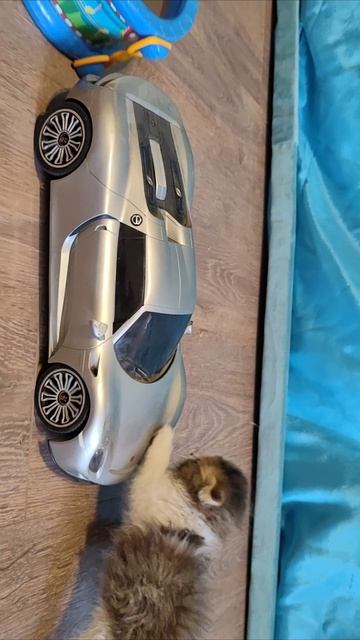 Котенок толкает машину 2. смотреть онлайн