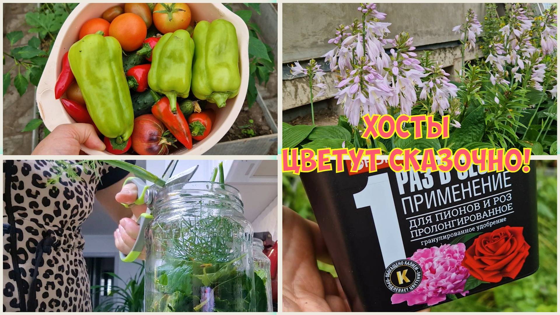 Жизнь в ДОМЕ с УЧАСТКОМ. Летняя ОБРЕЗКА РОЗ и ПОДКОРМКА. Собрала УРОЖАЙ. Овощное АССОРТИ НА ЗИМУ смотреть онлайн