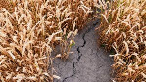 Аграрии юга России рискуют потерять до 25% урожая из-за засухи