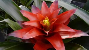 Красавица Гузмания!  Правильный Уход, Пересадка, Приметы, Магия!