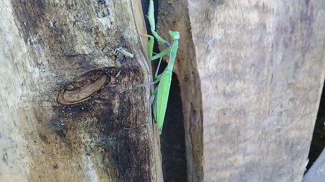 Mantodea смотреть онлайн