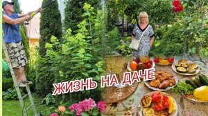 Дачные заботы Жара СТРИЖКА ТУЙ.Покупки в эконом магазине Яйца по 39 руб в ЧИЖИКЕ удивили