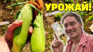 Первый мой урожай на Кубани! 27.07.2025