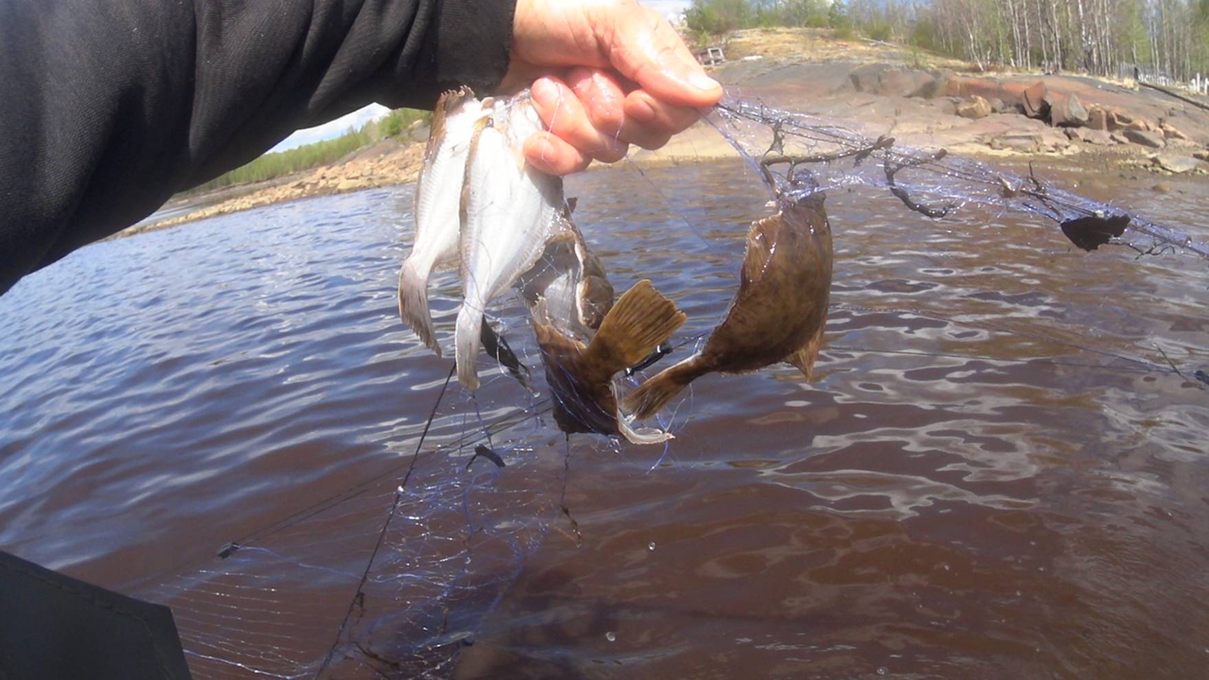 6-Я Проверка.Столько разнообразной морской рыбы. смотреть онлайн