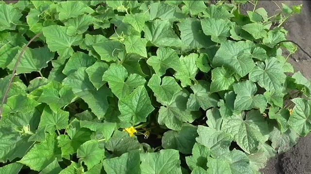 Огурец КУСТОВОЙ смотреть онлайн